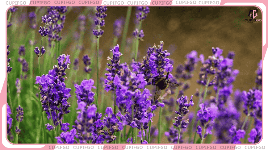 Hoa Lavender