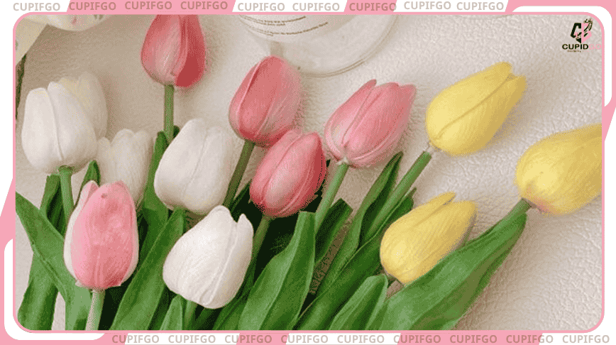 Hoa Tulip